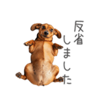 太ってるダックス。（個別スタンプ：14）