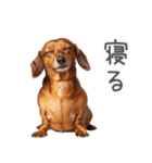 太ってるダックス。（個別スタンプ：16）