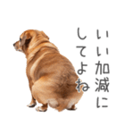 太ってるダックス。（個別スタンプ：19）