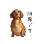 太ってるダックス。（個別スタンプ：22）