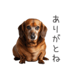 太ってるダックス。（個別スタンプ：23）