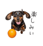 太ってるダックス。（個別スタンプ：24）