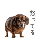 太ってるダックス。（個別スタンプ：25）