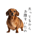 太ってるダックス。（個別スタンプ：29）