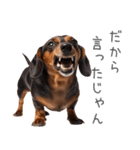 太ってるダックス。（個別スタンプ：30）