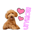 豊福家のカシューちゃん（個別スタンプ：1）