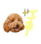 豊福家のカシューちゃん（個別スタンプ：3）