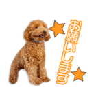 豊福家のカシューちゃん（個別スタンプ：7）