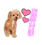 山本家のシモンちゃん2（個別スタンプ：1）