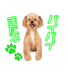 山本家のシモンちゃん2（個別スタンプ：7）
