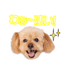 山本家のシモンちゃん2（個別スタンプ：8）