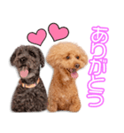 吉松家のラグ＆ビーちゃん（個別スタンプ：1）