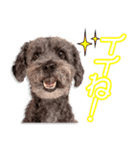 吉松家のラグ＆ビーちゃん（個別スタンプ：3）