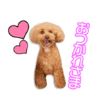 吉松家のラグ＆ビーちゃん（個別スタンプ：10）
