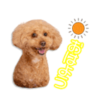 吉松家のラグ＆ビーちゃん（個別スタンプ：11）