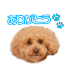 吉松家のラグ＆ビーちゃん（個別スタンプ：16）
