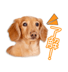 藤野家のれんちゃん（個別スタンプ：7）