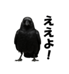 関西弁のリアルなカラス@日常会話（個別スタンプ：1）
