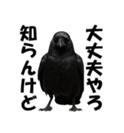 関西弁のリアルなカラス@日常会話（個別スタンプ：2）