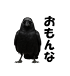 関西弁のリアルなカラス@日常会話（個別スタンプ：3）