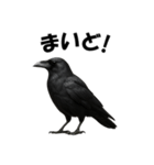 関西弁のリアルなカラス@日常会話（個別スタンプ：5）