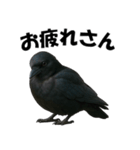 関西弁のリアルなカラス@日常会話（個別スタンプ：6）
