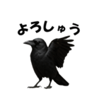 関西弁のリアルなカラス@日常会話（個別スタンプ：9）
