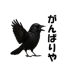 関西弁のリアルなカラス@日常会話（個別スタンプ：11）