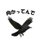 関西弁のリアルなカラス@日常会話（個別スタンプ：13）