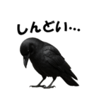 関西弁のリアルなカラス@日常会話（個別スタンプ：15）