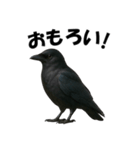 関西弁のリアルなカラス@日常会話（個別スタンプ：19）