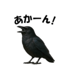 関西弁のリアルなカラス@日常会話（個別スタンプ：22）