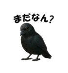 関西弁のリアルなカラス@日常会話（個別スタンプ：25）
