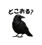 関西弁のリアルなカラス@日常会話（個別スタンプ：27）