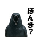 関西弁のリアルなカラス@日常会話（個別スタンプ：30）