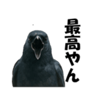 関西弁のリアルなカラス@日常会話（個別スタンプ：31）