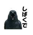 関西弁のリアルなカラス@日常会話（個別スタンプ：32）