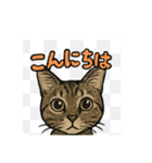 にゃんにゃんスタンプ（1）（個別スタンプ：1）