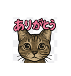 にゃんにゃんスタンプ（1）（個別スタンプ：2）