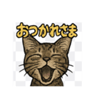 にゃんにゃんスタンプ（1）（個別スタンプ：3）