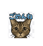 にゃんにゃんスタンプ（1）（個別スタンプ：8）