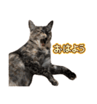 竹内家のニャンズ2（個別スタンプ：1）
