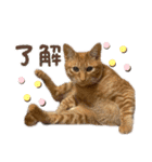 竹内家のニャンズ2（個別スタンプ：5）