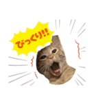 竹内家のニャンズ2（個別スタンプ：11）