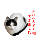 竹内家のニャンズ2（個別スタンプ：12）
