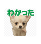 チワワのミルキー いろいろ（個別スタンプ：2）