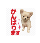 チワワのミルキー いろいろ（個別スタンプ：3）