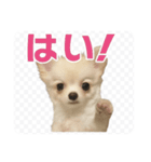 チワワのミルキー いろいろ（個別スタンプ：4）