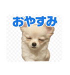チワワのミルキー いろいろ（個別スタンプ：5）