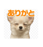 チワワのミルキー いろいろ（個別スタンプ：6）